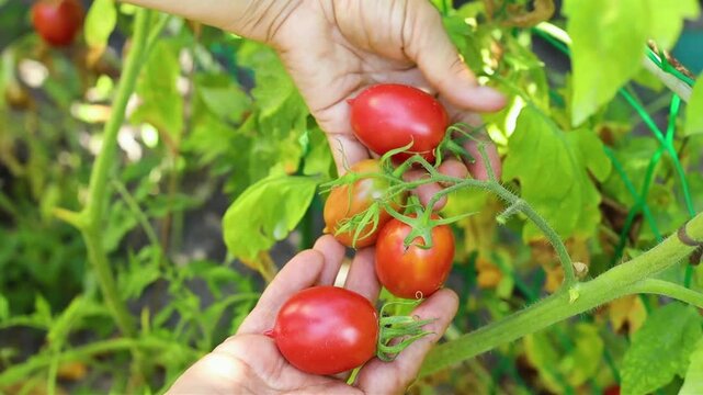 Woman's hands picking fresh red pire tomatos from the bush