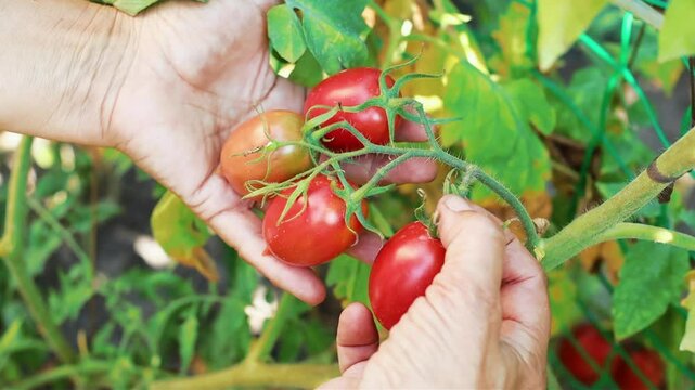 Woman's hands picking fresh red pire tomatos from the bush
