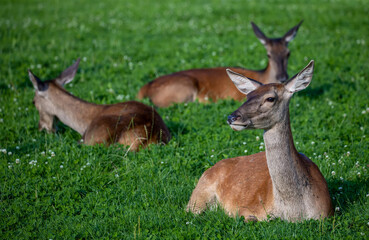 Three roe deers relax in meadow