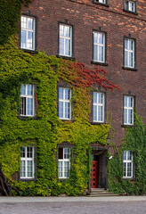 Facade of ivy covered house