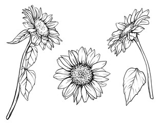 Sunflower vector set. Flower graphic illustration. Plant drawing in line art style. flower sketch painted by black inks. Graphics hand drawn outline element