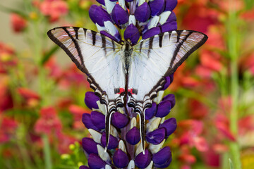 Eurytides agesilaus autosilaus butterfly on lupine, Bandon, Oregon