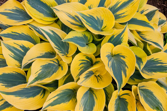 USA, Oregon, Salem. Sebright Gardens, liberty hosta