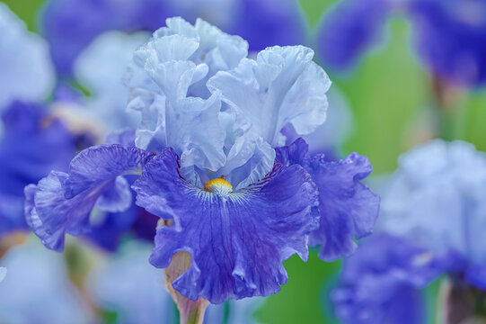 USA, Oregon, Salem. Schreiner's Iris Gardens bearded iris in garden