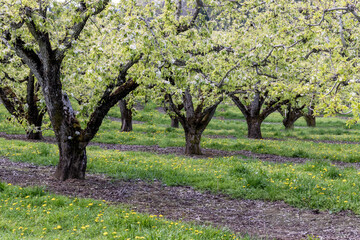 USA, Oregon, Hood River springtime and blooming apple trees in orchard