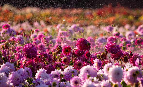 USA, Oregon, Wilsonville, dahlia field with water coming down like rain showers as they water the plants