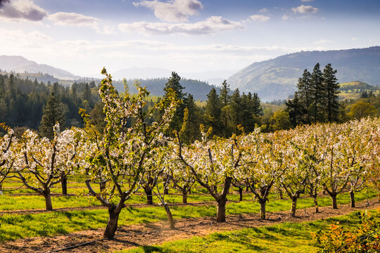USA, Oregon, Columbia Gorge, springtime and flowering. Blooming, orchards along the hills above the Columbia River