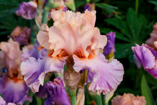 USA, Oregon, Salem. Bearded iris in garden