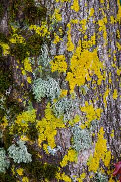 USA, Oregon. Yellow lichen on tree bark