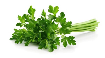 Fototapeta premium Fresh Parsley Bunch
