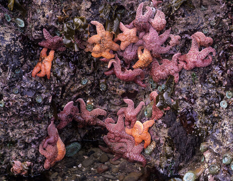 Oregon Coast near Yachats, Strawberry Hill, ochre sea stars and sea grass