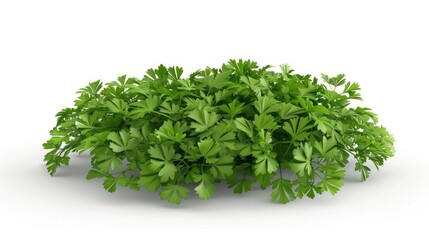 Fototapeta premium Fresh Green Parsley Bunch Isolated