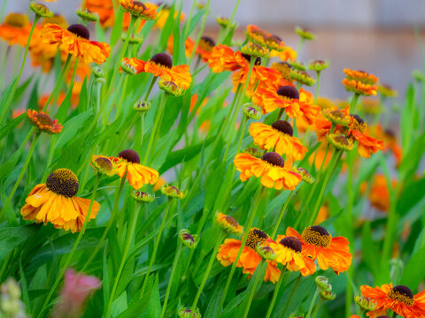 USA, Oregon, Canby, Swan Island Dahlias garden summertime with display of Sneeze weed
