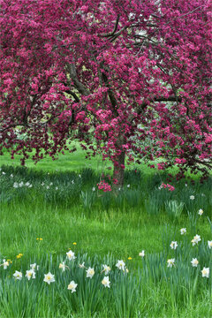 Springtime crabapple in rose blooming, Chanticleer Garden, Wayne, Pennsylvania.