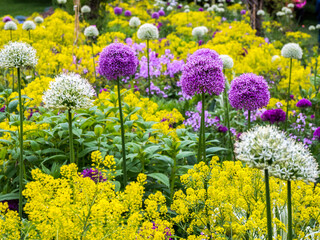 Blooming purple and white allium amongst yellow flowers.