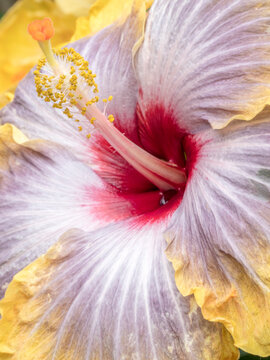 Close-up of the Hibiscus rosa-sinensis 'Fifth Dimension'.