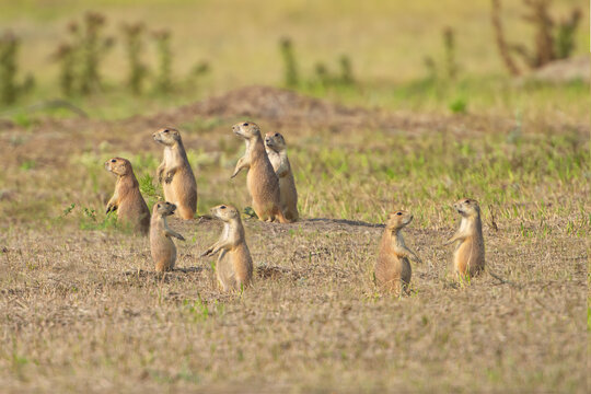 Several prairie dogs standing on alert in the grasslands of South Dakota.