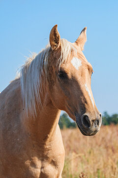 Palomino headshot