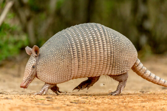 USA, Texas, Gatesville, Santa Clara Ranch. Nine-banded armadillo walking. 