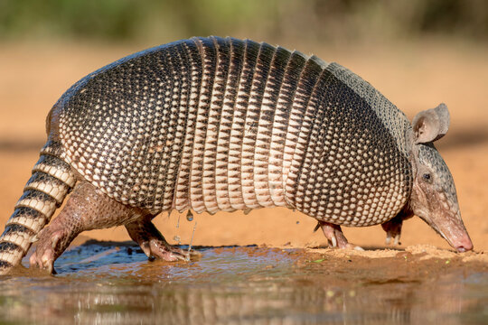 USA, Texas, Gatesville, Santa Clara Ranch. Nine-banded armadillo and water. 