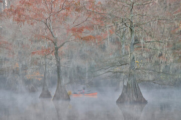 USA, Texas. Caddo Lake and cypress trees in autumn color in the fog