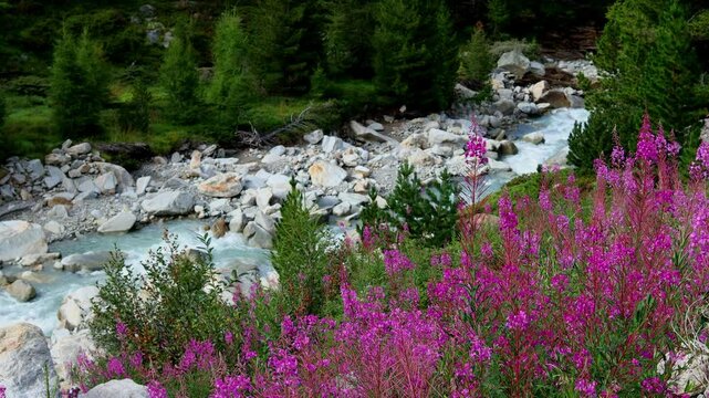 a beautiful mountain stream with audio 4k 25fps video