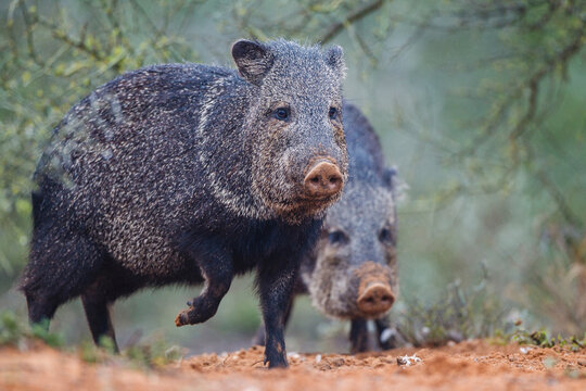 Collared peccary emerging from cover.