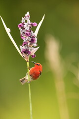 Sulawesi myzomela (Myzomela chloroptera) is a species of bird in the family Meliphagidae. It is endemic to Indonesia where it occurs in Sulawesi.