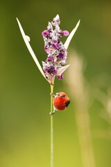 Sulawesi myzomela (Myzomela chloroptera) is a species of bird in the family Meliphagidae. It is endemic to Indonesia where it occurs in Sulawesi.