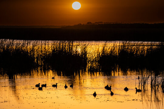 USA, Texas, Cameron County. Laguna Atascosa National Wildlife Refuge, American coot in winter habitat