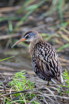 USA, Texas, Cameron County. South Padre Island, clapper rail in marsh