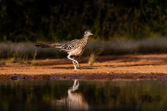 USA, Texas, Starr County. Santa Clara Ranch, greater roadrunner at pond