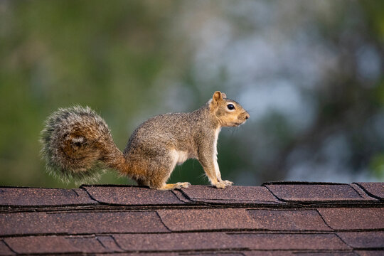 USA, Texas, Cameron County. Eastern fox squirrel on roof