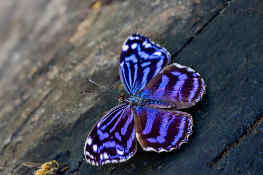 USA, Texas, Hidalgo County. National Butterfly Center, Mexican bluewing butterfly