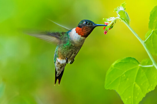 USA, Texas, Hidalgo County. Ruby-throated hummingbird hovering