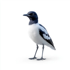 Obraz premium A falcon standing majestically on a branch with a white background, highlighting the bird's detailed plumage and sharp gaze.