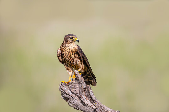 Merlin on stump perch