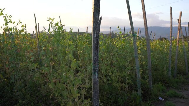 Atardecer en un cultivo de arveja