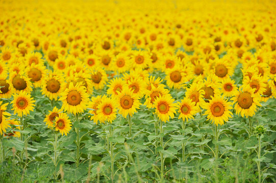 Common Sunflower, Helianthus annuus, field in bloom, Texas, USA