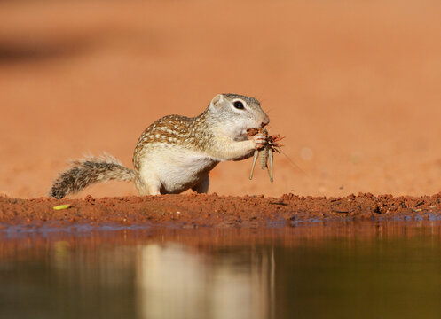 Mexican Ground Squirrel (Spermophilus Mexicanus), adult eating grasshopper, South Texas, USA