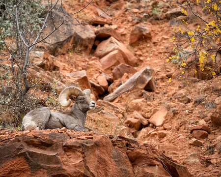 USA, Utah, Zion National Park, Bighorn sheep ram surveys his domain