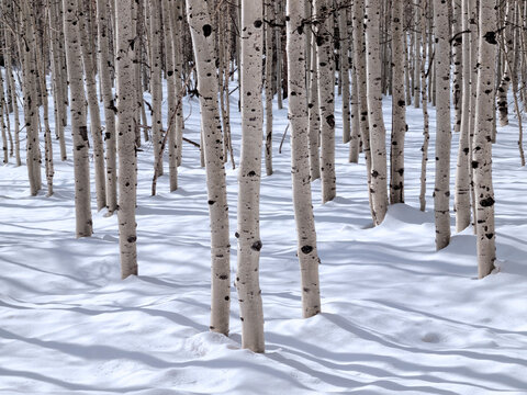 USA, Utah, Little Cottonwood Canyon, Bare aspen trees create shadows in the snow