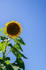 sunflowers, blue sky, vibrant, summer, nature, yellow petals, sunlight, blooming, green leaves, outdoor, cheerful, perspective, bright, fresh, upward view, garden, clear day, natural beauty, rural, co