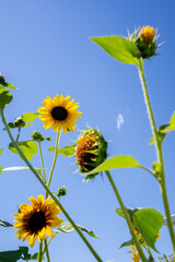 sunflowers, blue sky, vibrant, summer, nature, yellow petals, sunlight, blooming, green leaves, outdoor, cheerful, perspective, bright, fresh, upward view, garden, clear day, natural beauty, rural, co