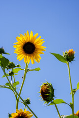 Bright sunflowers against a clear blue sky, viewed from below
