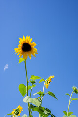 sunflowers, blue sky, vibrant, summer, nature, yellow petals, sunlight, blooming, green leaves, outdoor, cheerful, perspective, bright, fresh, upward view, garden, clear day, natural beauty, rural, co