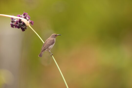 Sulawesi myzomela (Myzomela chloroptera) is a species of bird in the family Meliphagidae. It is endemic to Indonesia where it occurs in Sulawesi.