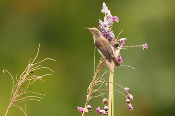 Sulawesi myzomela (Myzomela chloroptera) is a species of bird in the family Meliphagidae. It is endemic to Indonesia where it occurs in Sulawesi.