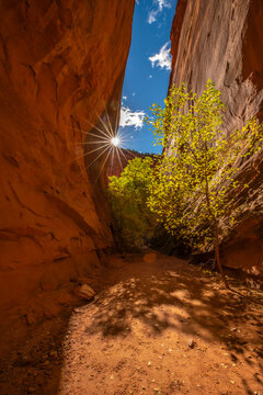 USA, Utah, Grand Staircase Escalante National Monument. Burr Trail and autumn tree in slot canyon.