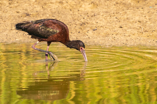USA, Utah, Bear River National Wildlife Refuge. White-faced ibis feeding.